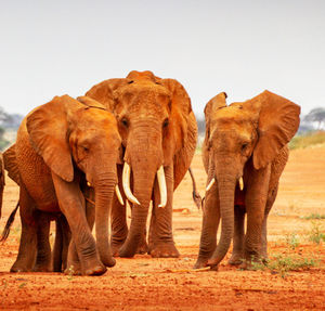 Elephant in a field