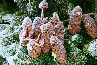 Close-up of fir cones