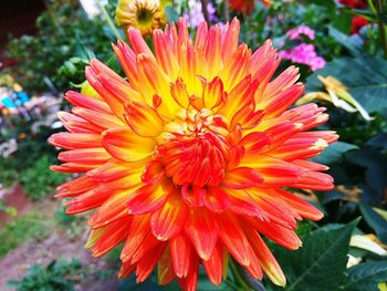 Close-up of yellow flower blooming outdoors