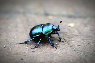 Close-up of insect on wooden surface