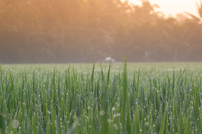 Close-up of crop growing on field