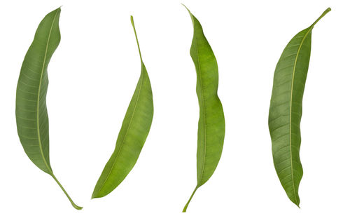 Close-up of green leaves against white background