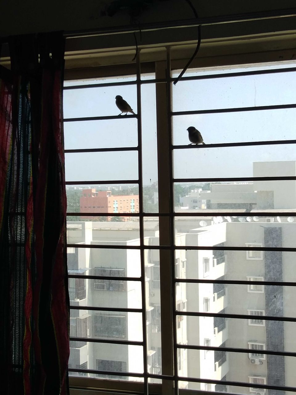 window, animal themes, one animal, animal, vertebrate, animal wildlife, glass - material, transparent, day, indoors, animals in the wild, bird, no people, architecture, built structure, nature, perching, mammal, sunlight