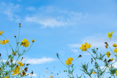 Low angle view of yellow flowering plants against blue sky