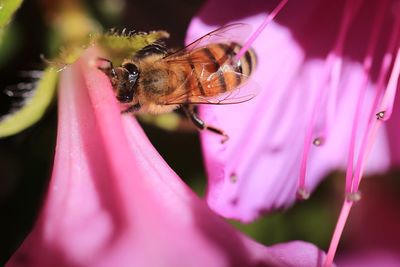 Close-up of bee pollinating on pink flower