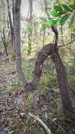 Trees growing in forest