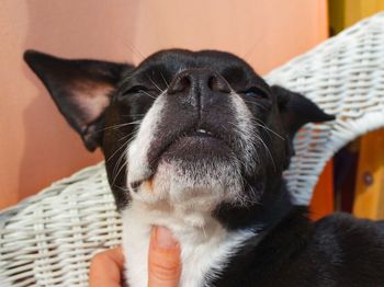 Close-up of black dog