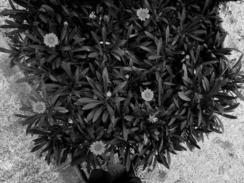 High angle view of flowers