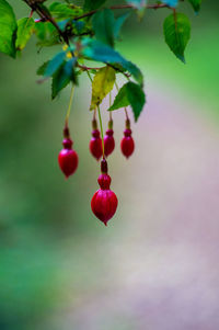 Close-up of red berries growing on tree