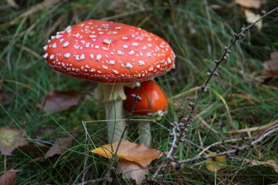 Close-up of fly agaric mushroom on field