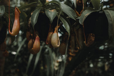 Close-up of plant