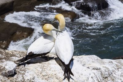 Bird perching on rock in sea