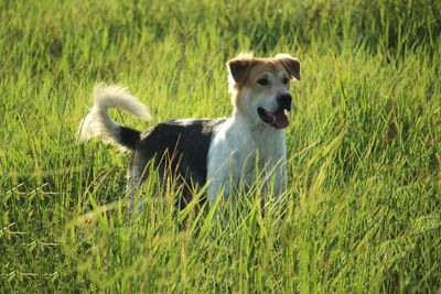 Dog looking away on grassy field