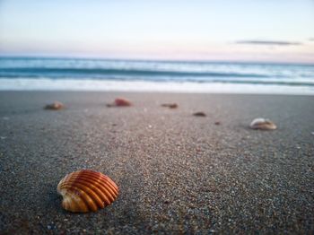 Surface level of seashell on beach