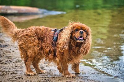 View of dog standing in lake