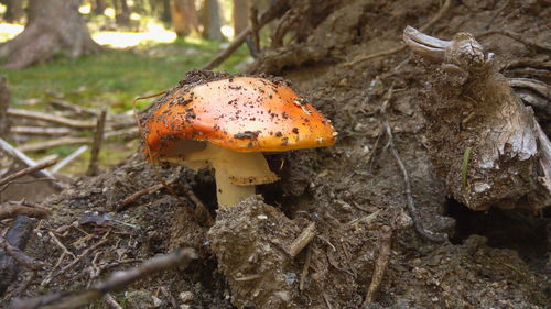 Close-up of mushroom on field