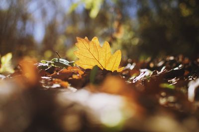 Close-up of yellow maple leaves on tree