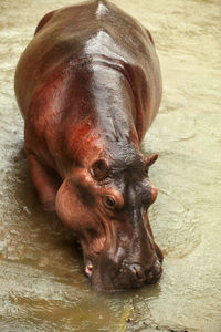 Close-up of horse in lake