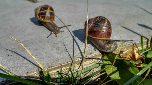 Close-up of snail