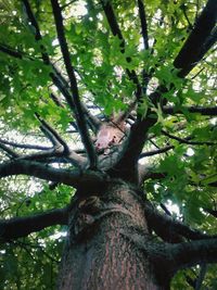 Low angle view of trees in forest