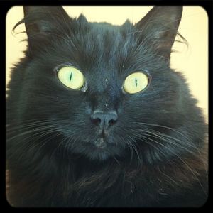 Close-up portrait of cat