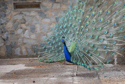 Peacock with tail open