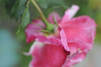 Close-up of pink rose