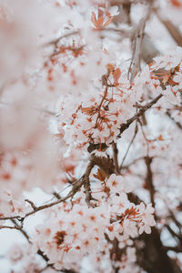 Close-up of cherry blossoms on tree