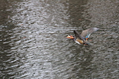 View of birds in water