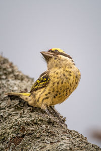 Red-fronted barbet twisting body on tree branch