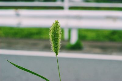 Close-up of plant