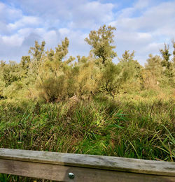 Trees on field against sky