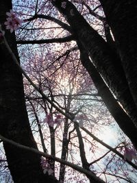 Low angle view of trees against sky