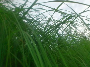 Close-up of grass growing on field