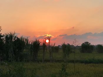 Plants growing on land against romantic sky at sunset