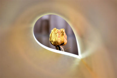 High angle view of dry leaf on wood