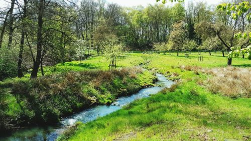 Scenic view of river amidst trees in forest