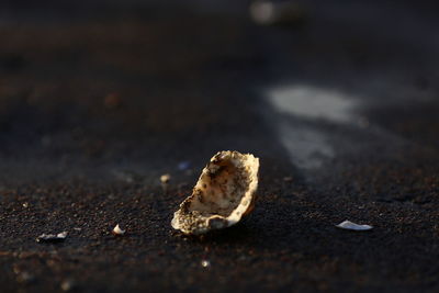 Close-up of lizard on dirt road