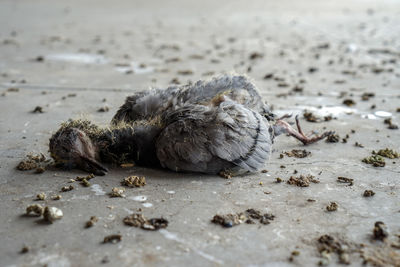 Close-up of crab on sand