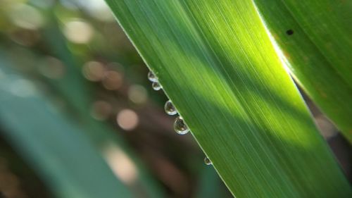 Close-up of raindrops on leaves