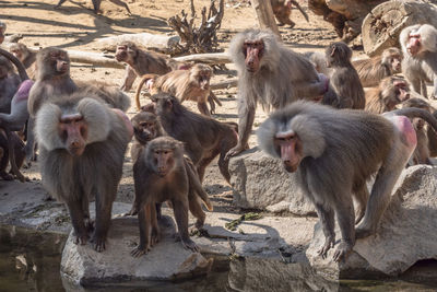 Monkeys in zoo