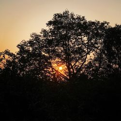 Close-up of silhouette trees against sky during sunset