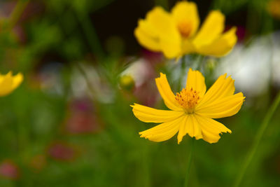 Close-up of yellow flowering plant on field