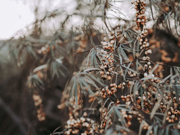 Close-up of dry leaves on branch