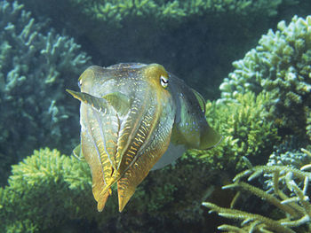 Close-up of fish swimming in sea