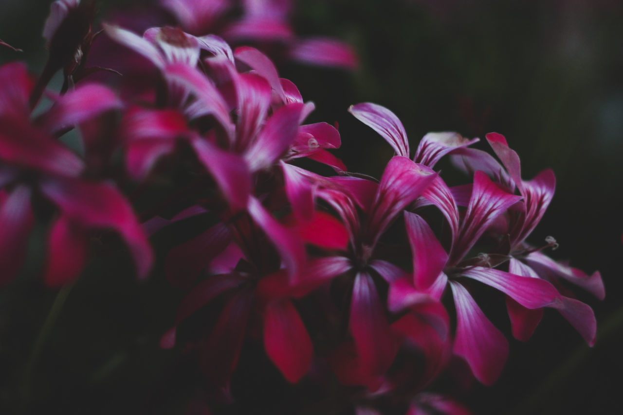 plant, flower, flowering plant, beauty in nature, freshness, close-up, petal, pink, growth, macro photography, nature, purple, fragility, magenta, blossom, no people, red, inflorescence, flower head, selective focus, leaf, outdoors, focus on foreground, plant part, botany