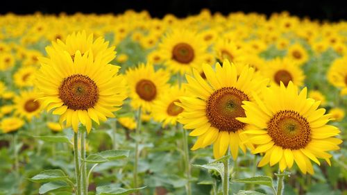 Sunflower blooming in field