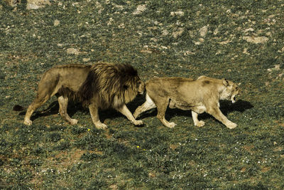 Side view of two lions