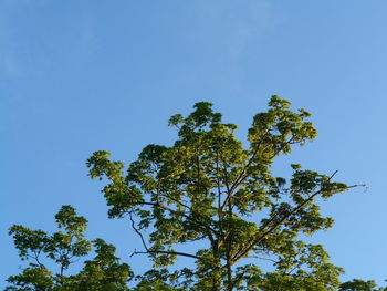 Low angle view of tree against blue sky