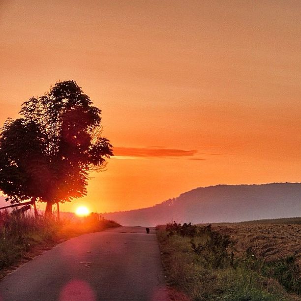 sunset, tranquil scene, the way forward, tranquility, scenics, landscape, orange color, beauty in nature, road, sun, nature, sky, tree, country road, idyllic, diminishing perspective, non-urban scene, field, sunlight, transportation